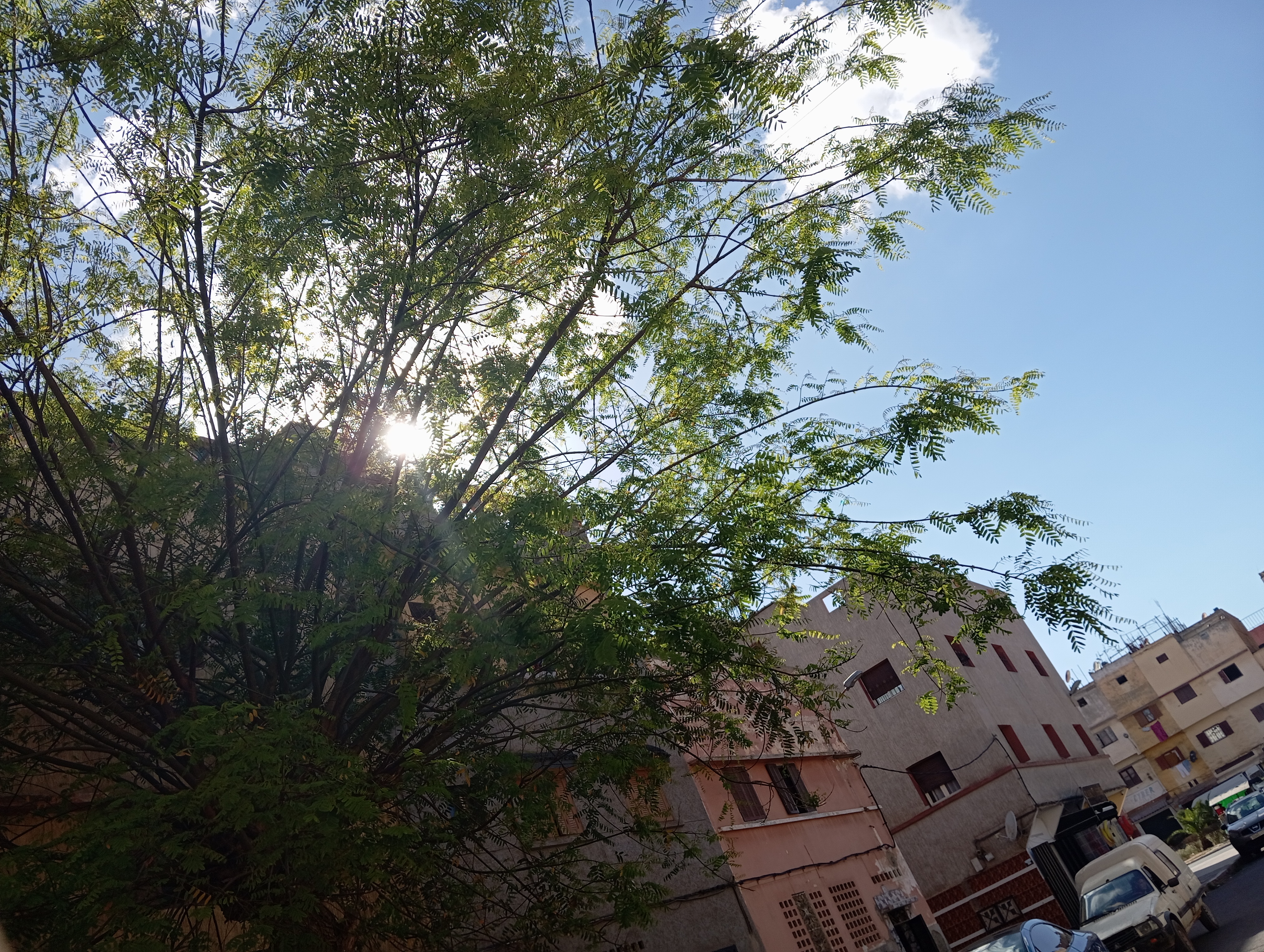 سامية  اعلوها